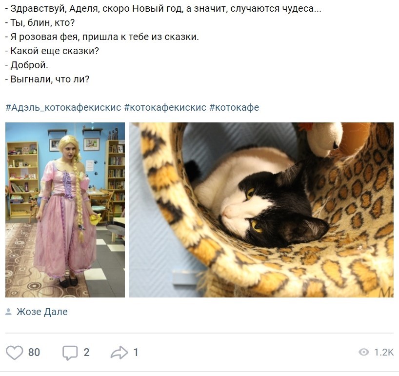 Высокомерие и презрение: как личные бренды котиков помогают продвигать котокафе